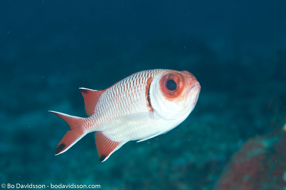 BD-111123-Raja-Ampat-4993-Myripristis-botche.-Cuvier.-1829-[Blacktip-soldierfish].jpg